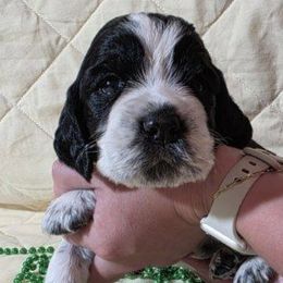 English Springer Spaniels from Dutch Creek Kennels
