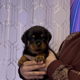 Girl 5 - Black and mahogany female Rottweiler puppy in Detroit, Michigan from Dark Storm Kennels
