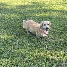 Lucy Lou - Dachshund