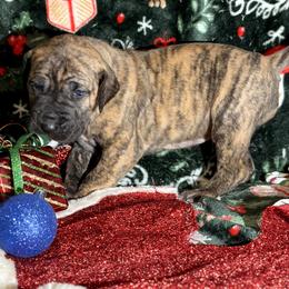 Nyx - Brindle female Great Dane puppy in Scottsburg, Virginia from Virginia Great Danes