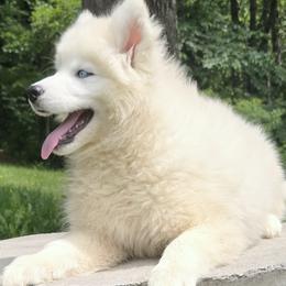 Boy 7 - male Siberian Husky puppy in Woodlawn, Virginia from Delta Huskies