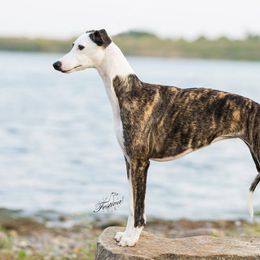 Whippet All Grown Up from Festiva Whippets