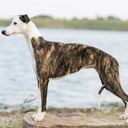 Whippet All Grown Up from Festiva Whippets