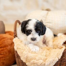 Ralphie - Black male Havapoo puppy in South Jordan, Utah from Sage Puppies