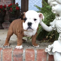Sassy - Red brindle and white female Bulldog puppy in Ben Lomond, Arkansas from Miesha Carver's Bulldogs