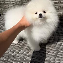 Boy 1 - White male Pomeranian puppy in Denver, Colorado from Diana's Pomeranians