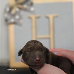 Schroeder - Chocolate male Labrador Retriever puppy in Macomb, Missouri from Hicks Family Homestead