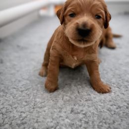 Bernedoodle, Goldendoodle, and Poodle Puppies from Anam Cara Pups