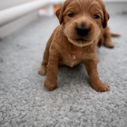 Bernedoodle, Goldendoodle, and Poodle Puppies from Anam Cara Pups