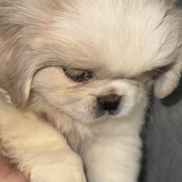 Stella - White female Pekingese puppy in Leachville, Arkansas from Green’s Pekingese