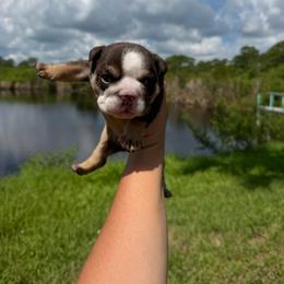 Boy 6 - Chocolate tri-color male Bulldog puppy in Hobe Sound, Florida from Amanda’s Bullies