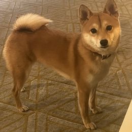 Kiko - Shiba Inu
