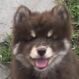 Ross - Chocolate male Pomsky puppy in Spring Hill, Florida from PDQ Pomskies