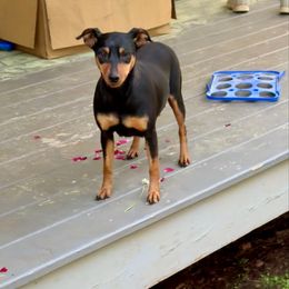 Ru - Miniature Pinscher