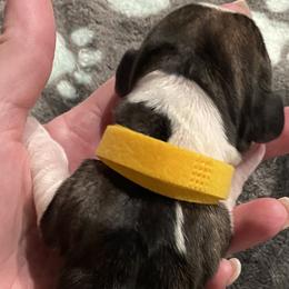 Yellow Collar Female - Black and white female Basset Hound puppy in Temple, Texas from Southern Rose Bassets
