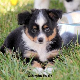 Miniature Australian Shepherd and Toy Australian Shepherd Puppies from Sapphire Stables