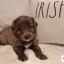 Bernedoodle and Sheepadoodle Puppies from Texas Hill Country Sheepadoodles & Bernedoodles