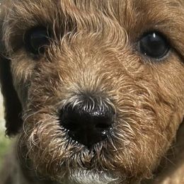 Goldendoodles from Handy Pups