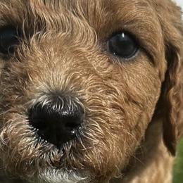 Goldendoodles from Handy Pups