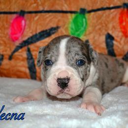 Vecna - male Alapaha Blue Blood Bulldog puppy in Walbridge, Ohio from United Alapaha Bulldogs