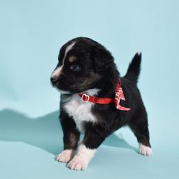 Bourbon - Black tri-color male Australian Shepherd puppy in Placerville, California from BFF Aussies