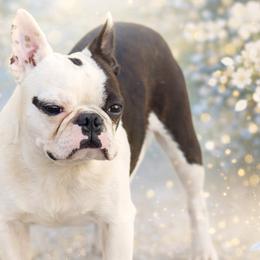 Oddball - Boston Terrier