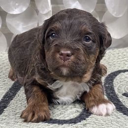 Boy 1 - Red tri-color male Aussiedoodle puppy in Dysart, Iowa from Graceful Acres