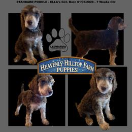 LEONARDO - Ella's - Gray Collar Boy - Phantom male Poodle puppy in Charlo, Montana from Heavenly Hilltop Farm