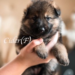Cider - Sable female German Shepherd puppy in Berwick, Maine from Vom Rindahaus Shepherds