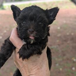 Princess - Liver female Yorkshire Terrier puppy in Gaylesville, Alabama from Sweet Alabama Yorkies