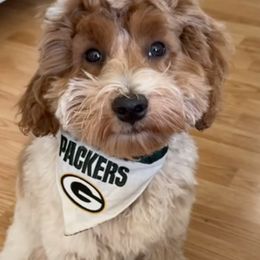 Cavapoos and Goldendoodles from Choice Paws Puppies