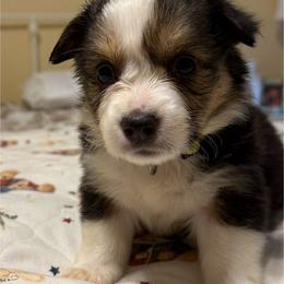 Madonna - White and black female Pembroke Welsh Corgi puppy in Granville, New York from Windy Mountain Kennels