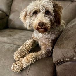 Sadie - Bernedoodle