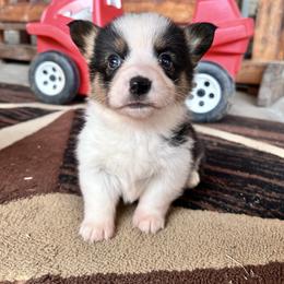 Girl 2 ( Belle) - Black and tan female Pembroke Welsh Corgi puppy in Brazoria, Texas from Diamond Bar H