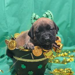 LADY CORA - Orange Collar Apricot Girl - Apricot female Mastiff puppy in Auburn, Kansas from Puppy Paradise:  English Mastiff Puppies & Standard Goldendoodle Puppies