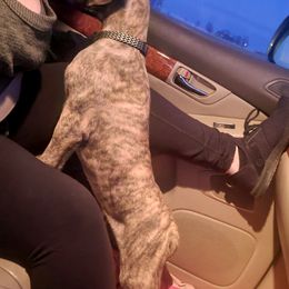 Great Dane Puppies from The Greater Dane Kennel