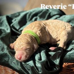 Reverie - Apricot male Poodle puppy in Brooksville, Florida from Ariella Standard Poodles & Chinese Cresteds