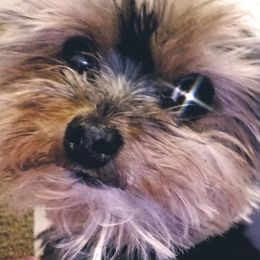 Yorkshire Terrier Puppies from Terrifical Yorkies