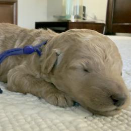 Miss Purple Collar - Cream female Poodle puppy in Screven, Georgia from Dreamland Standard Poodles