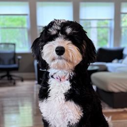 Bernedoodles and Goldendoodles from KN Mini Goldendoodles