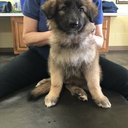 Shiloh Shepherd Puppies from Super Nova Shilohs