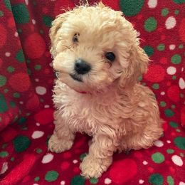 Maltipoo Puppies from Petite Maltipoos of Westbury NY