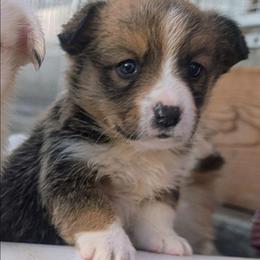 Turkey - Liver and white male Cardigan Welsh Corgi puppy in Hotchkiss, Colorado from Bell S Ranch
