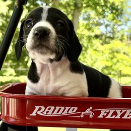 Rocco AKC - Piebald male Dachshund puppy in Hendersonville, North Carolina from Snarky Doxy Miniature Dachshunds