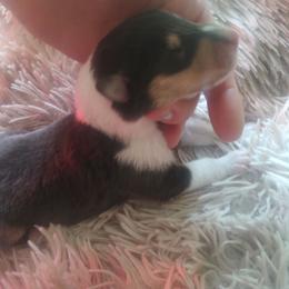 Demetrius - Black white and tan male Collie puppy in Salineville, Ohio from Aryggeth Collies