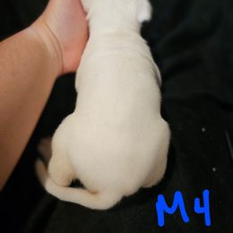 B4 - White and brindle male American Bulldog puppy in Yellville, Arkansas from Offerman Family Bulldogs