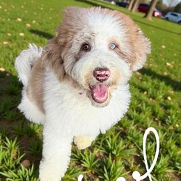 Sorel - Goldendoodle
