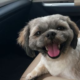 Chewy - Shih Tzu