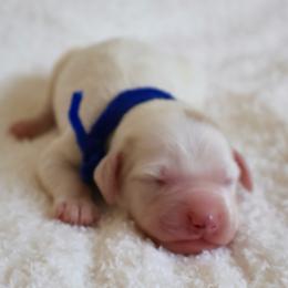 Alder - Navy - Cream male Goldendoodle puppy in Ruthorfordton, North Carolina from Duncan Doodles Goldendoodles