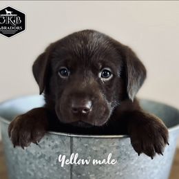 Dilute Retriever and Labrador Retriever Puppies from CKB Labradors